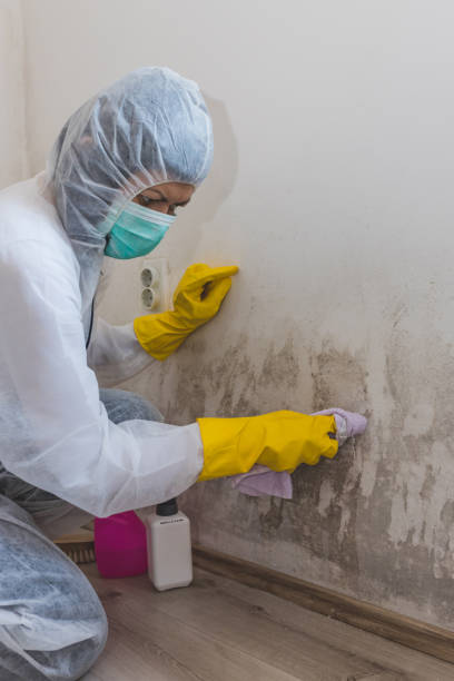 Best Mold Documentation for Insurance Claims  in Clarkesville, GA